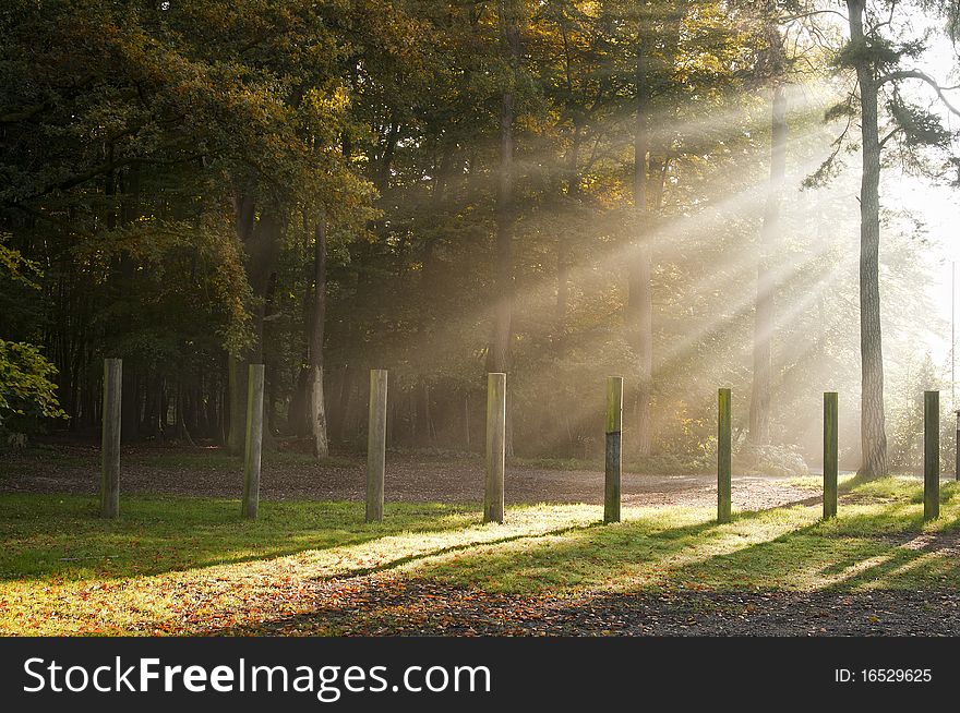 Sunbeams filters through forest leaves