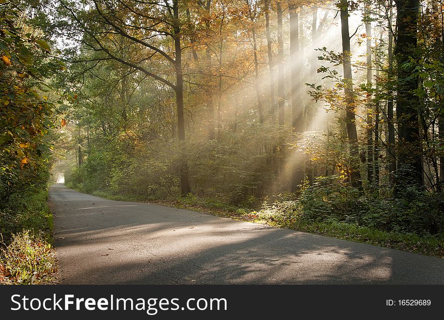 Sunlight filters through leaves on road. Sunlight filters through leaves on road