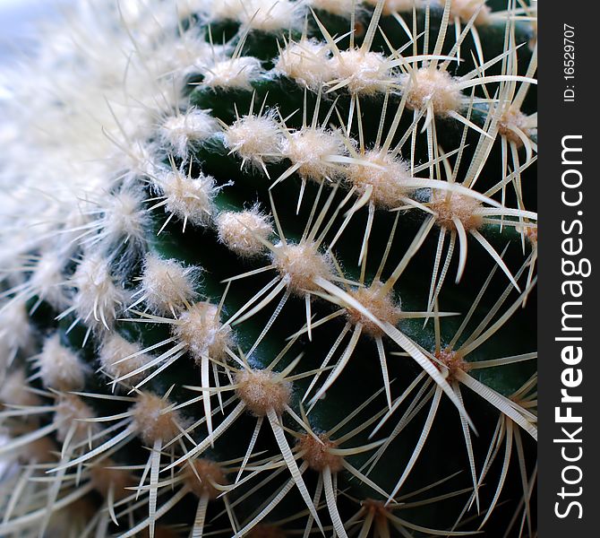 Golden Barrel Cactus - Echinocactus grusonii Cactaceae, macro