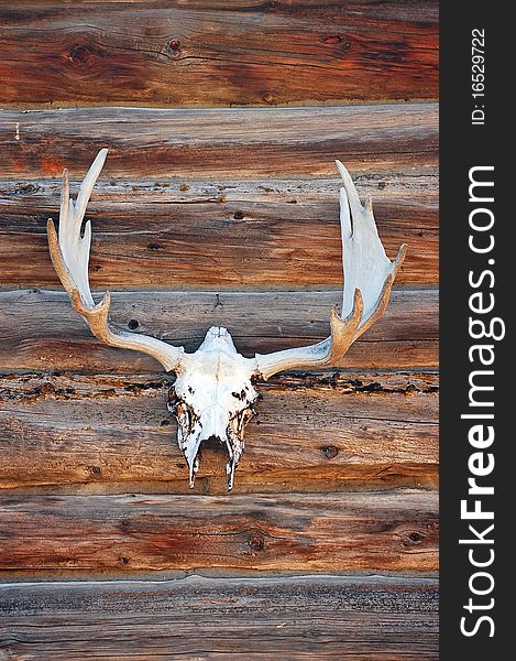 Deer skull with antlers on log cabin wall