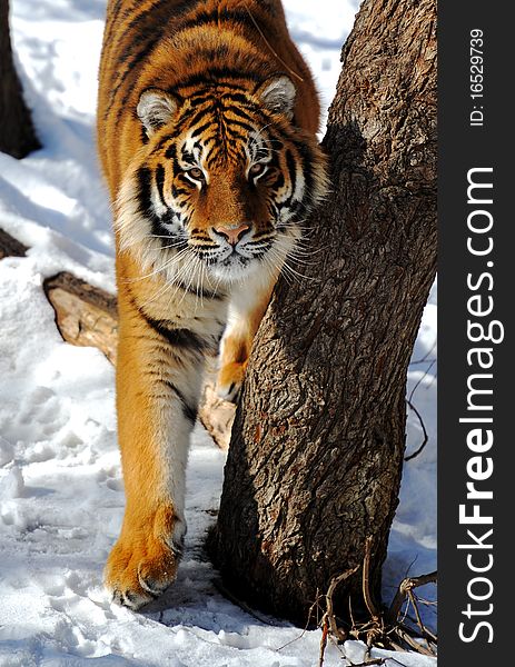 Tiger in winter in a national park