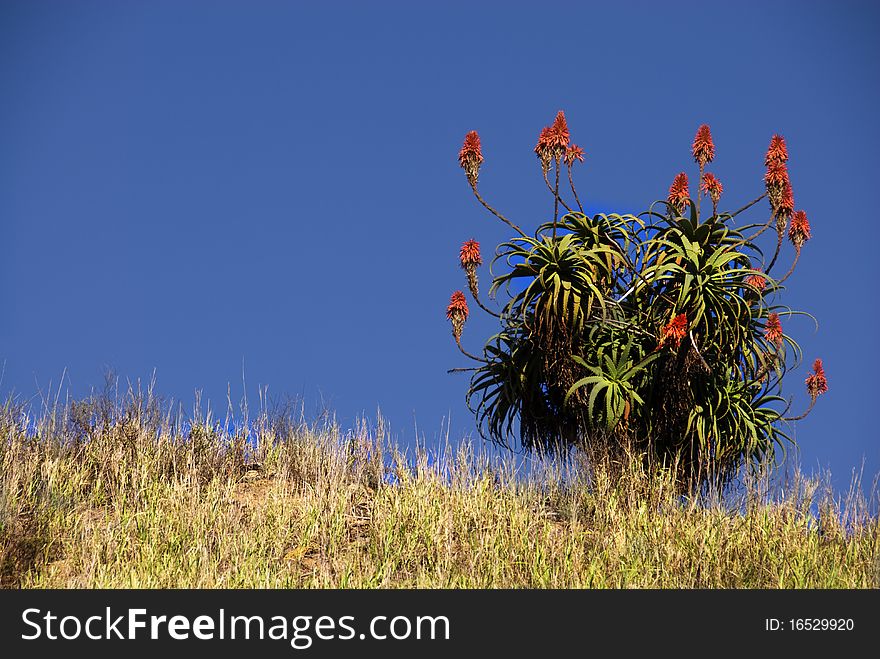 Aloe plant on grassy hill top on a sunny day in so