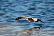 3/4 Rear Shot Of Pelican Flying Over Water Royalty Free Stock Image 3/4 Rear Shot Of Pelican Flying Over Water Royalty Free Stock Image