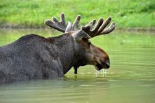Elk Royalty Free Stock Images
