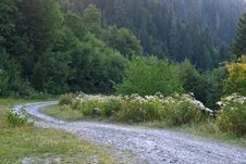 Widding Country Road Through Relict Forest Stock Image Widding Country Road Through Relict Forest Stock Image