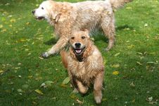 Golden Retriever Stock Images Golden Retriever Stock Images