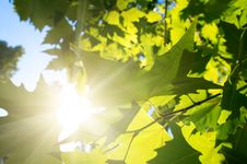 Green Leafe  Of Maple In Sunny Day. Stock Images
