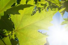 Green Leafe  Of Maple In Sunny Day. Stock Images