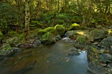 Rain Forest And Creek Stock Image Rain Forest And Creek Stock Image
