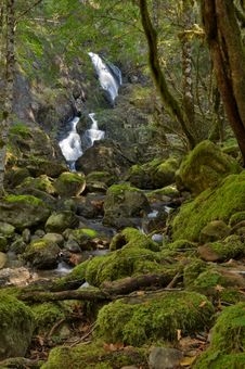Rain Forest And Creek Stock Photography