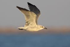 Laughing Gull In Flight Royalty Free Stock Photo