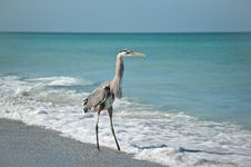 Great Blue Heron On A Gulf Coast Beach Stock Images