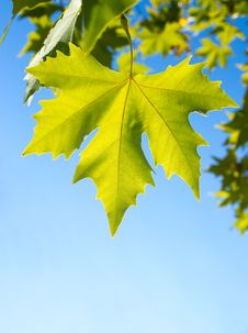 Green Leafe Of Maple In Sunny Day. Royalty Free Stock Photos Green Leafe Of Maple In Sunny Day. Royalty Free Stock Photos