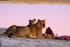 Lionesses (Panthera Leo) At Blue Wildebeest (Conno Stock Images