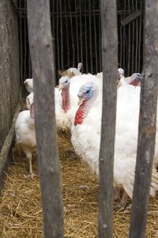 Captive Turkeys Stock Photos
