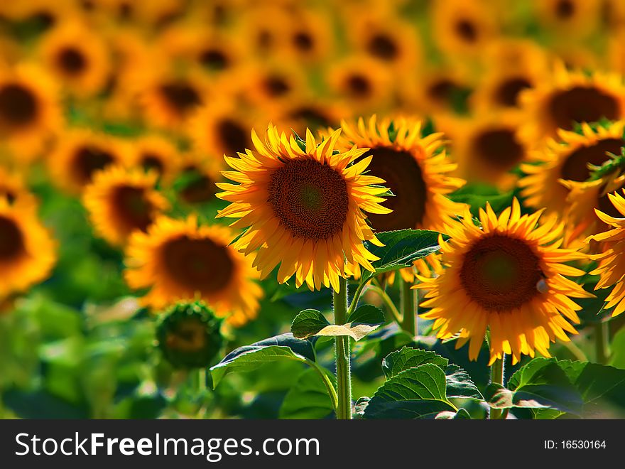 A colourful field of sunflowers in France. A colourful field of sunflowers in France