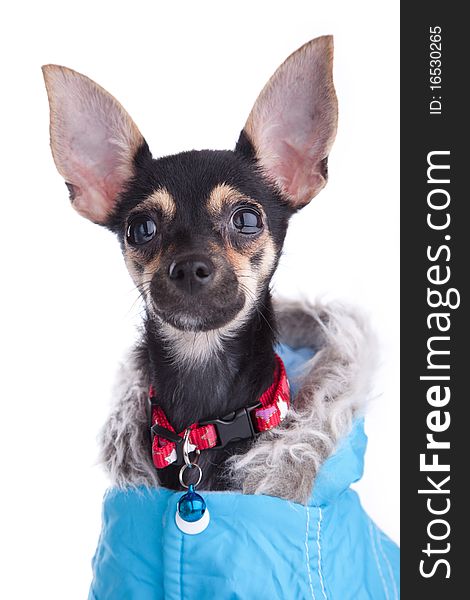 Small dog toy terrier in Jacket with a hood isolated on white. Small dog toy terrier in Jacket with a hood isolated on white