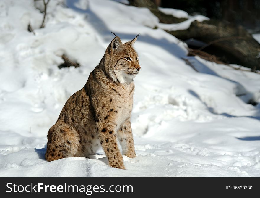 A lynx is in the natural environment of habitation.