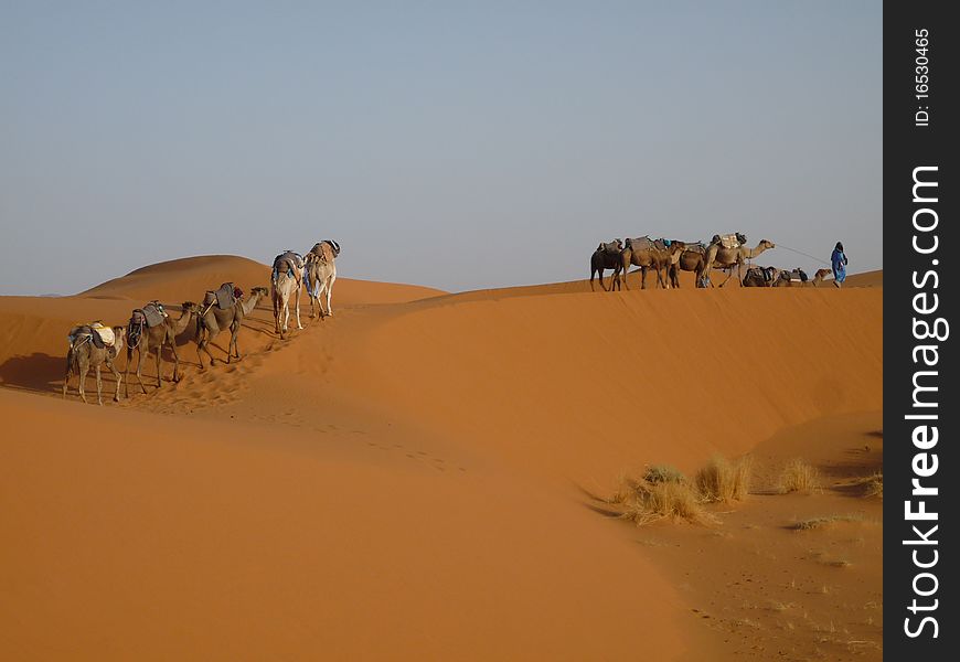 A camel trek through the barren wilderness of the Sahara desert in Morocco