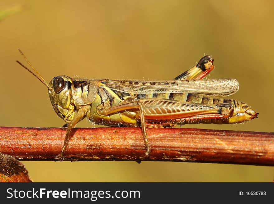 Differential grasshopper resting on a branch in Autumn