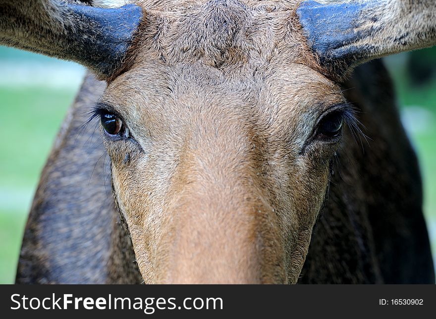 Elk