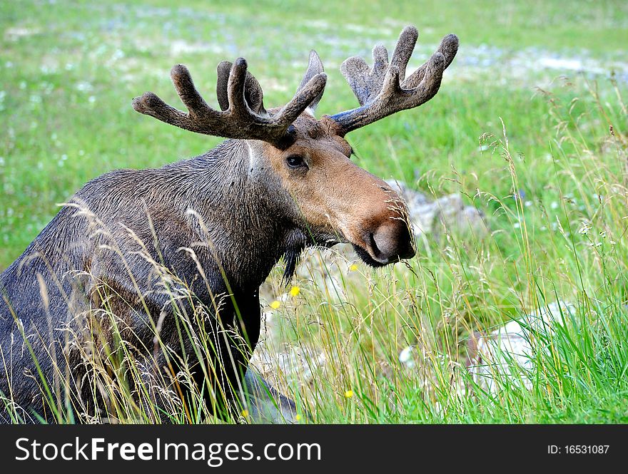 Elk are in the natural environment of habitation.