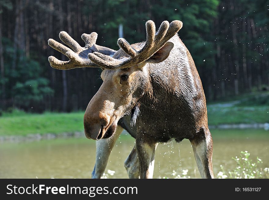 Elk are in the natural environment of habitation.