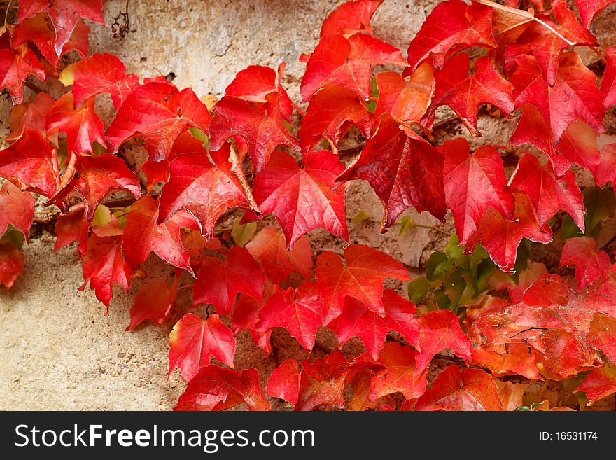 Autumn Red Leaves On Stone Wall