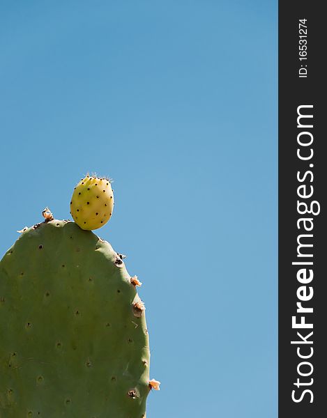 Fig prickly pear, fruit in the plant