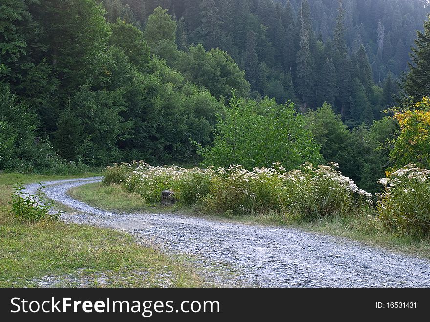 Widding country road through relict forest