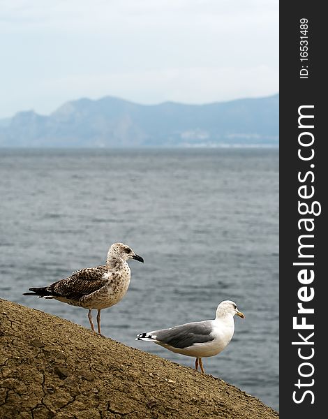 Gull standing on a rock against. Gull standing on a rock against