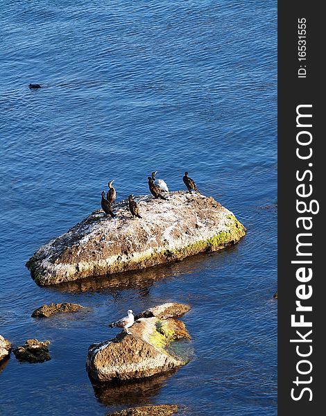 Gull standing on a rock against. Gull standing on a rock against