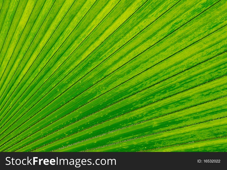 Palm leaf backlighted