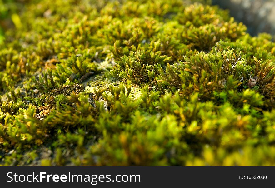 Green moss in sun light