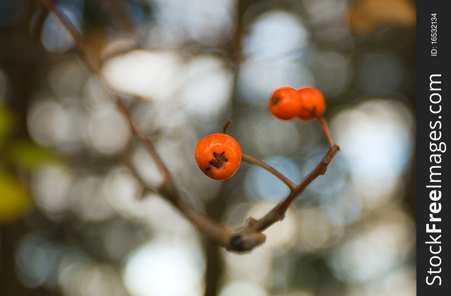 Red berries of a mountain ash on branch. Red berries of a mountain ash on branch