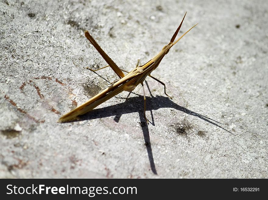 A horned grasshopper on stone plate in mid day. A horned grasshopper on stone plate in mid day.