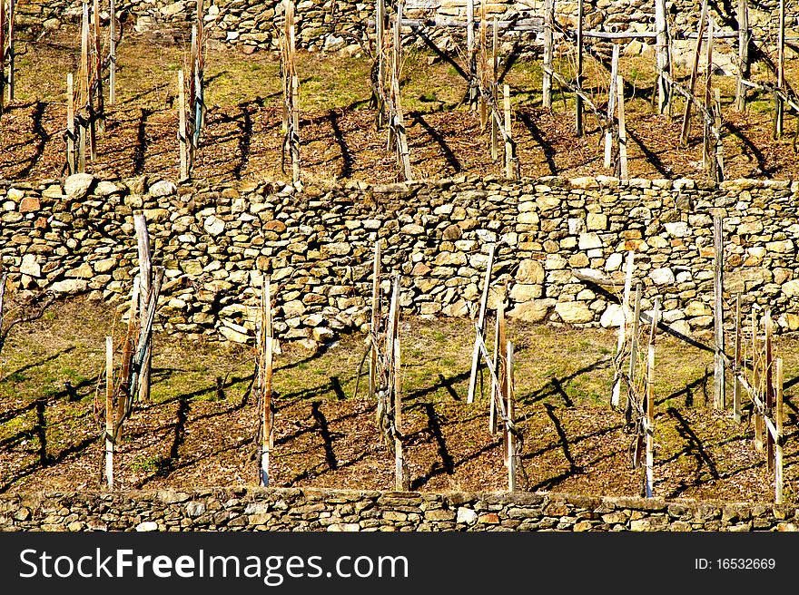 Typical terraced vineyards of Valtellina