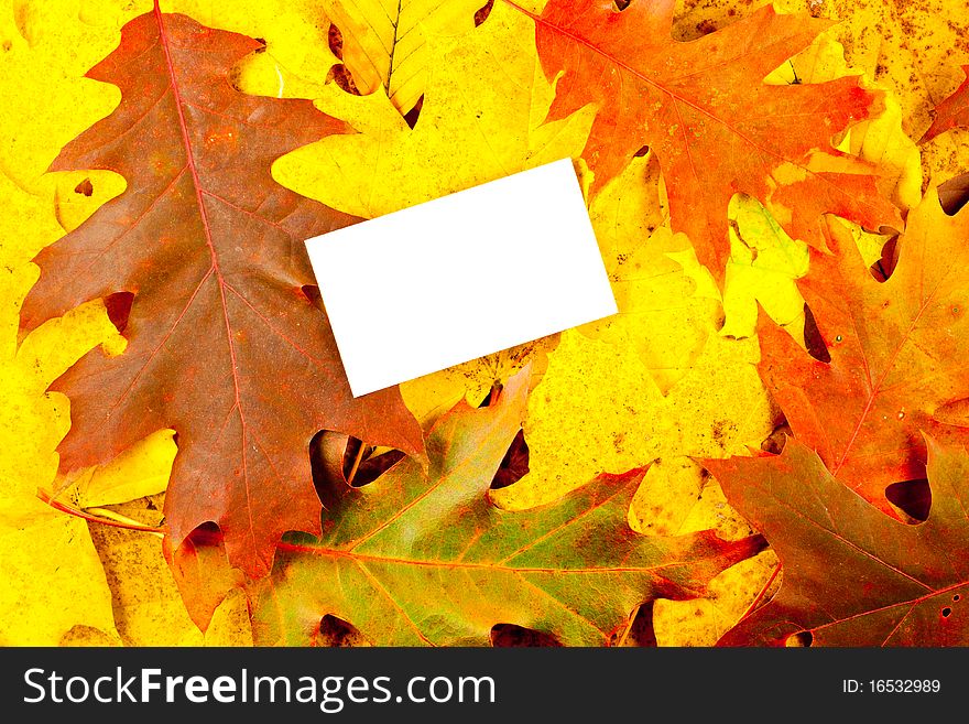 White blank business card on colorful autumn leaves