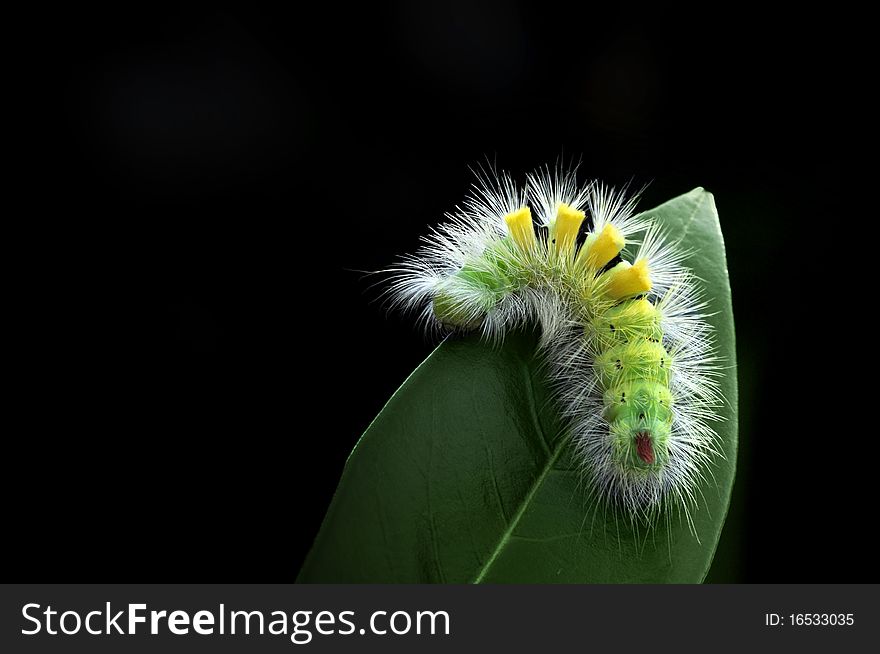 Stunning Caterpillar On Leaf