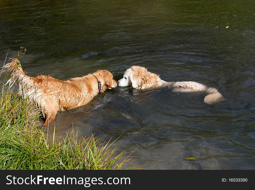 Young Golden Retriever & Older Golden Retriever in water