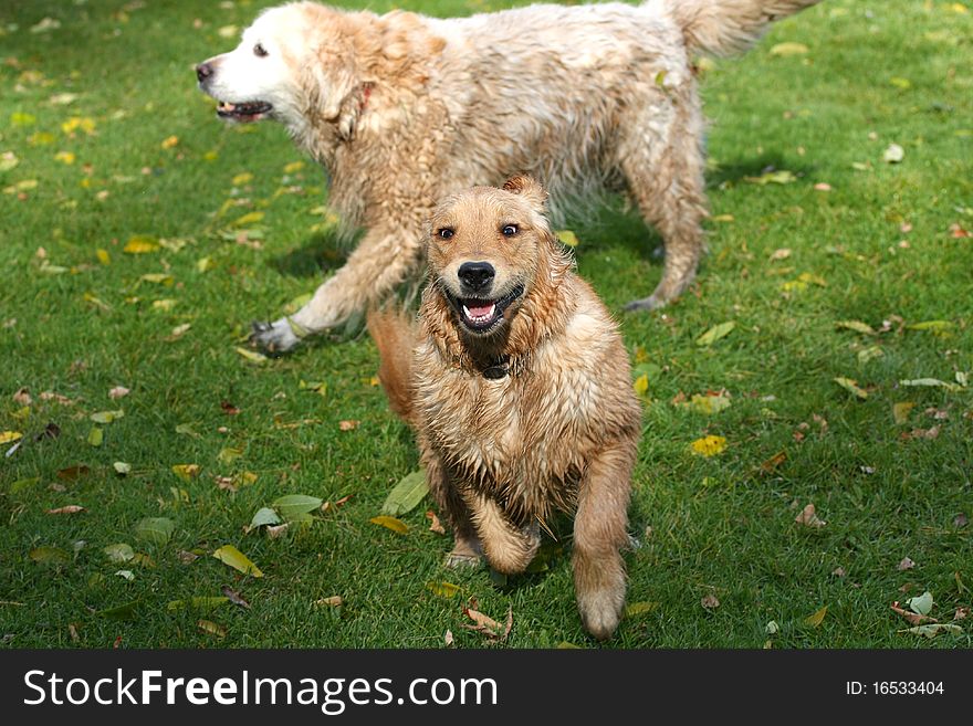 Young Golden Retriever & Older Golden Retriever playing