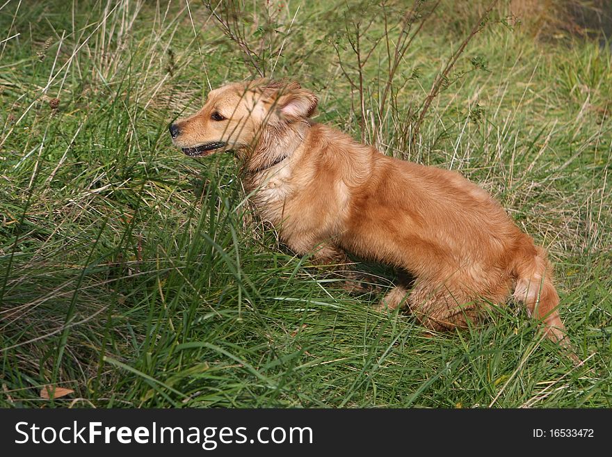 Young Golden Retriever running in grass in afternoon sun