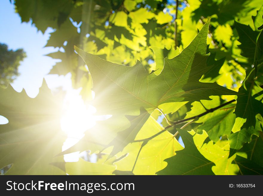 Green maple leafe in sunny day on blue sky fone. Gold autumn. Green maple leafe in sunny day on blue sky fone. Gold autumn.