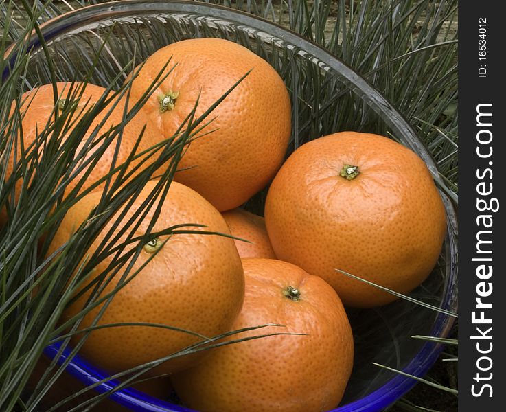 A glass bowl filled with oranges with grass in the background. A glass bowl filled with oranges with grass in the background