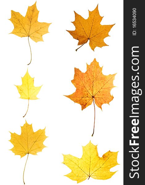 6 different autumn leaves from a maple. Isolated on white background. 6 different autumn leaves from a maple. Isolated on white background