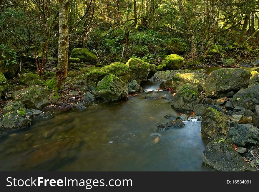 Rain forest and Todd's creek in Sooke Potholes Provincial Park which is located on the banks of the spectacular Sooke River, BC, Canada. Rain forest and Todd's creek in Sooke Potholes Provincial Park which is located on the banks of the spectacular Sooke River, BC, Canada.