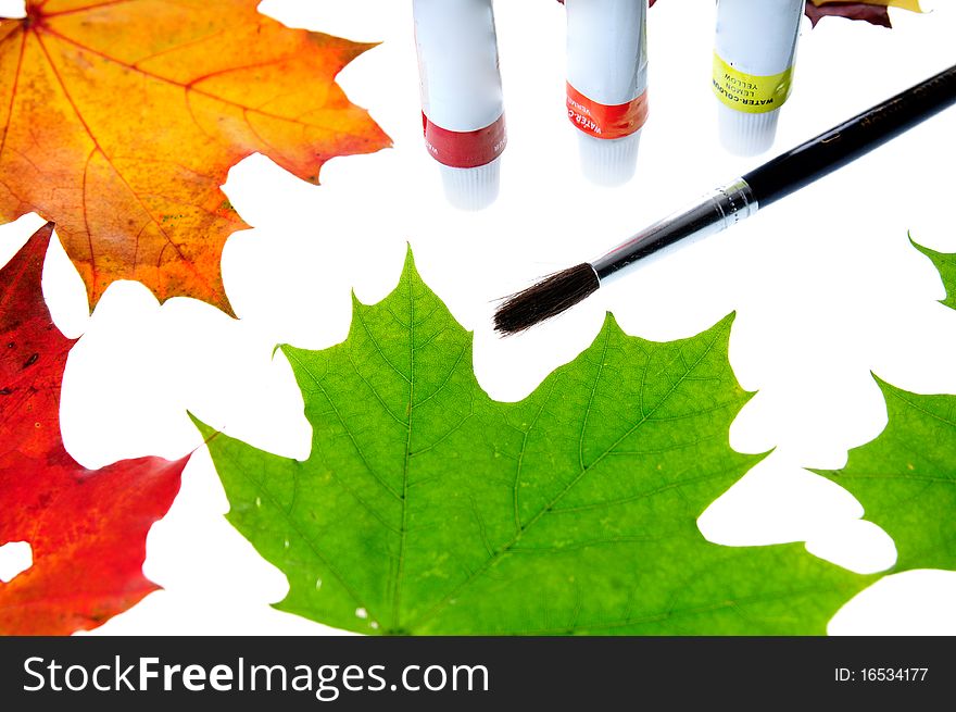 Colourful autumn leaves on the bright background.