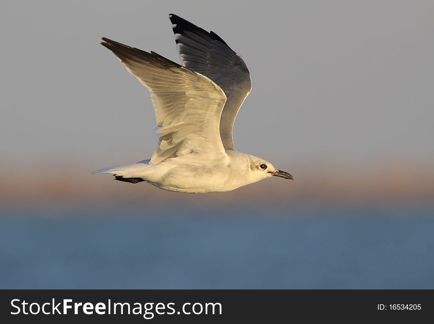 Laughing Gull in flight at sunset