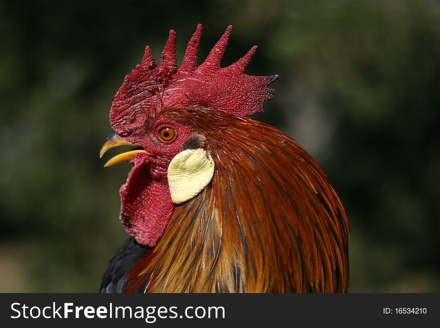 Leghorn Rooster
