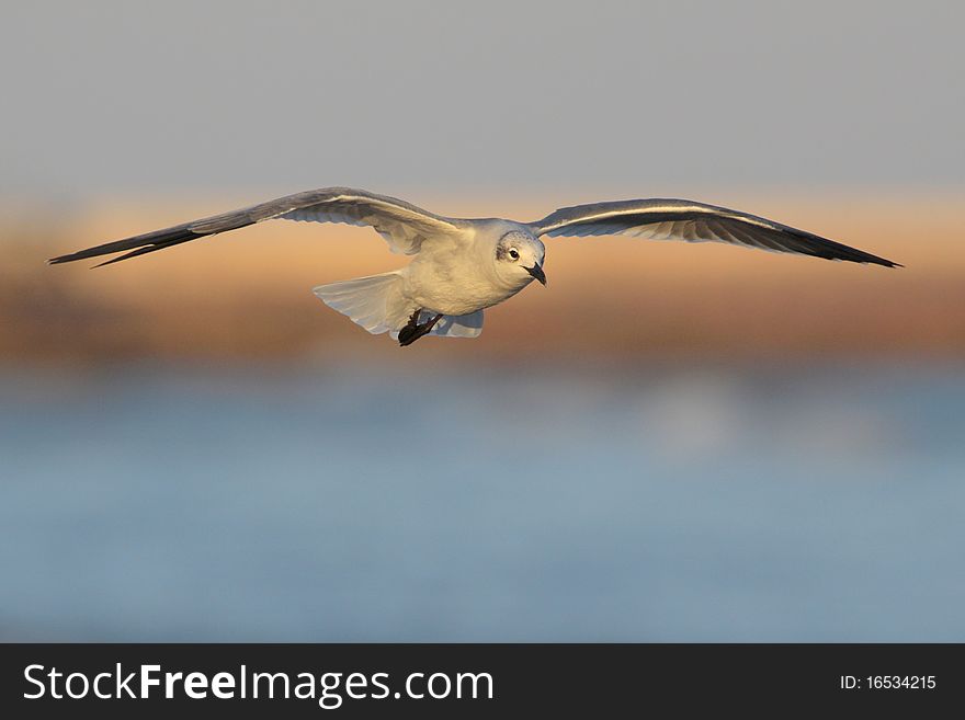 Laughing Gull Landing